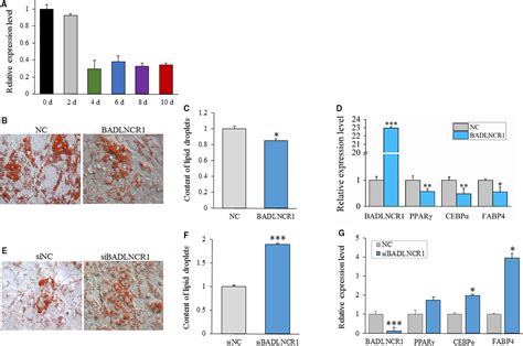 A Novel Lncrna Badlncr Inhibits Bovine Adipogenesis By Repressing