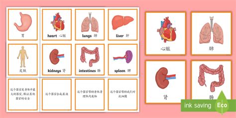 Organ Function Matching Cards Englishmandarin Chinese