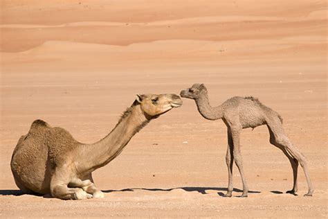 3 Types of camel breeds. - Native Breed.org