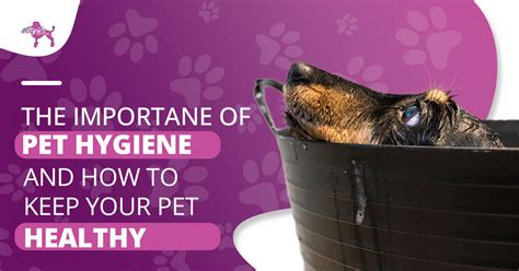 The Importance Of Pet Hygiene And How To Keep Your Pet Healthy