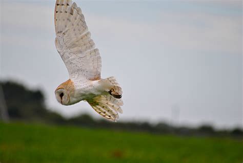 Fond D Cran Des Oiseaux La Nature Faune Nikon Oiseau De Proie