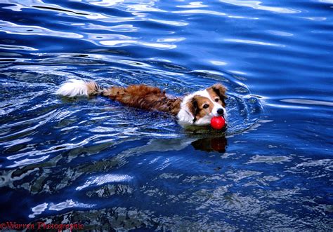 Dog Border Collie Swimming With Red Ball Photo Wp01113