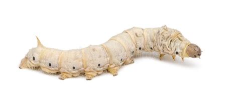 Bombyx Mori Larvae