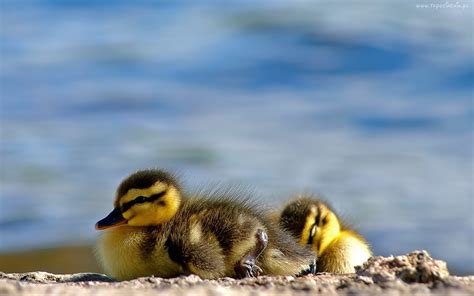 Cute ducklings 1 wallpaper | 1920x1200 | #12577