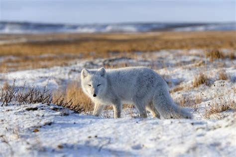 Raposa Do Rtico Vulpes Lagopus Na Tundra Wilde Raposa Do Rtico Na