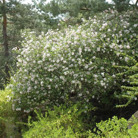 Judd S Viburnum Indy Plants