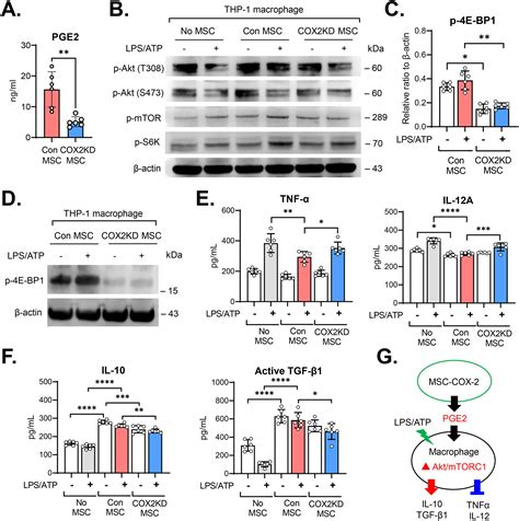 Mesenchymal Stromal Cells Regulate Thp 1differentiated Macrophage