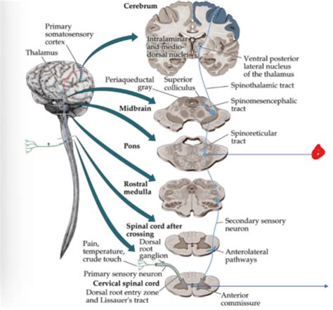 Clinical Neuroscience Unit 6 Flashcards Quizlet