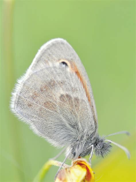 Fotos Gratis Naturaleza Fotograf A Hoja Flor Insecto Polilla