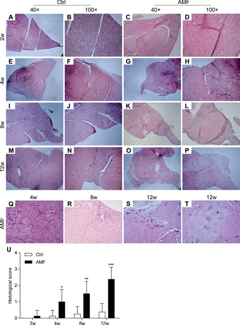 Representative He Staining And The Histological Score Of The Repaired