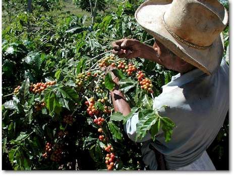 Harvesting Coffee Beans - CoffeeResearch.org | Green coffee bean ...