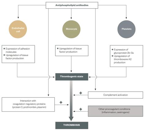 Antiphospholipid Syndrome Pathophysiology Diagnosis And Treatment