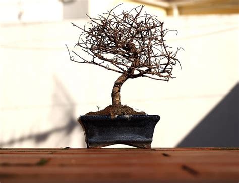 Is My Bonsai Tree Dead What To Do With A Dead Bonsai 2023 Guide