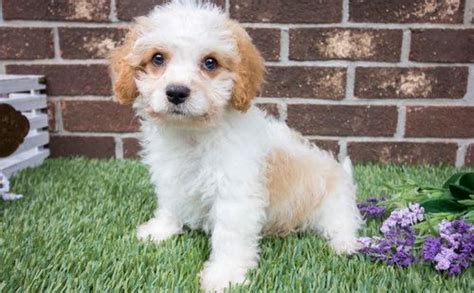 √√ Cavachon Puppies Texas Usa Buy Puppy In Your Area