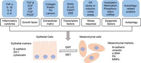 Schematic Diagram Of Emt And Met During Emt Process Epithelial Cells