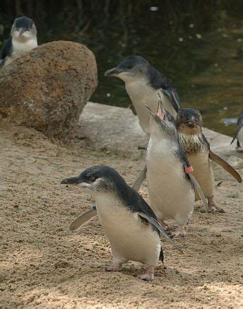 Little Penguin Habitat, Characteristics & Behavior | Study.com