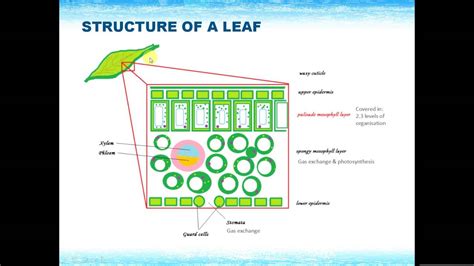 Igcse Biology Revision Syllabus Plant Nutrition Youtube