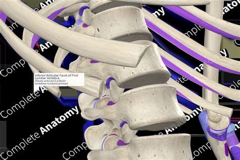 Inferior Articular Facet of First Lumbar Vertebra (Right) | Complete Anatomy