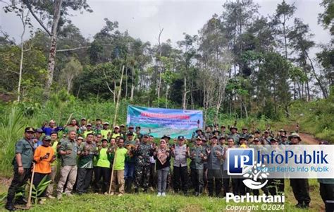 Infopublik Perhutani Forkopimcam Dongko Trenggalek Kolaborasi Tanam