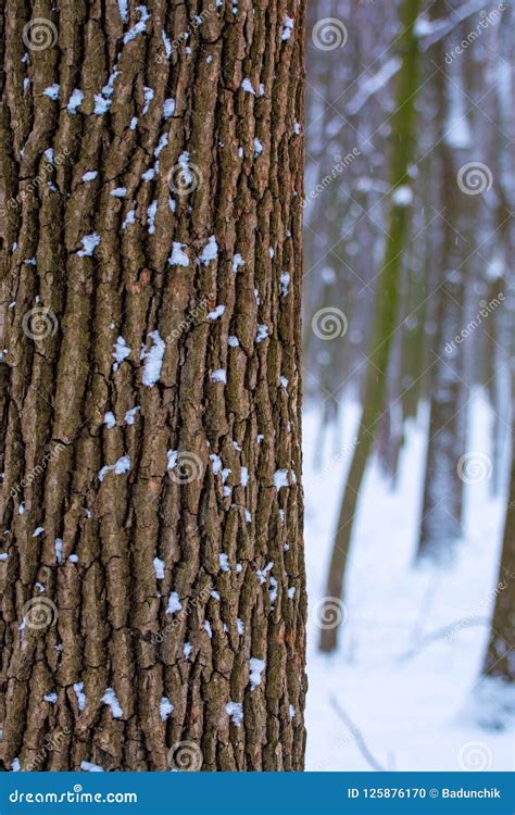 Photo Of A Tree Trunk In The Forest In Winter With Falling Snow Stock