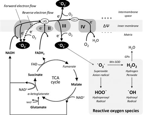 Mitochondrial Superoxide Generation And Subsequent Reactive Oxygen Download Scientific Diagram