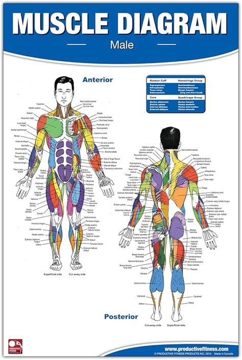 Muscular System Anatomical Chart Hd에 대한 이미지, 51% OFF