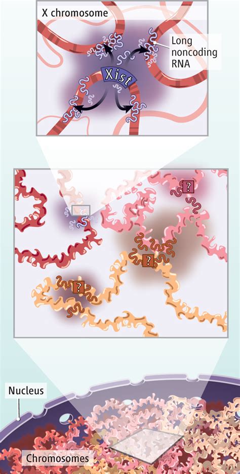 Long Noncoding Rnas Xist In Three Dimensions Science