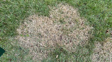 Zoysia Patch Fungus: Common Disease Lawn Care | Turf Masters Lawn Care