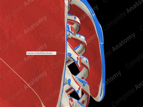 Insertion Of Multifidus Muscle Complete Anatomy