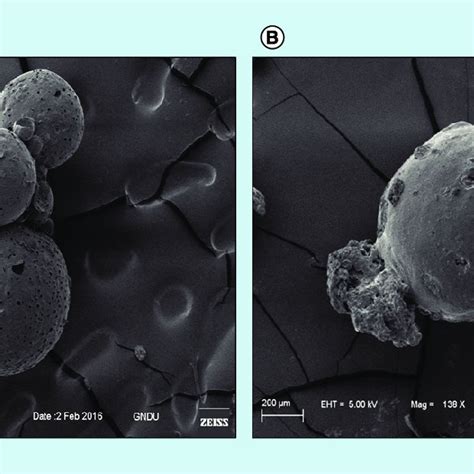 Scanning Electron Microscopy Photomicrographs Of A EC Microspheres