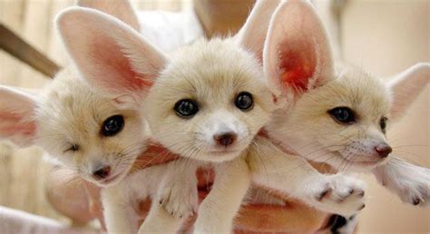 Tuesday’s Cutest: A Handful Of Fennec Fox Cubs… | Cute animals, Cute ...