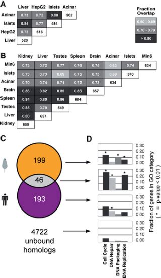 Cell Cycle Genes Are The Evolutionarily Conserved Targets Of The E2f4