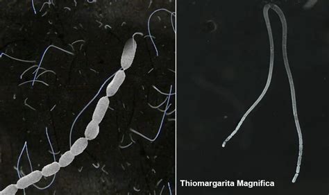 World S Biggest Bacterium Clearly Visible To The Naked Eye