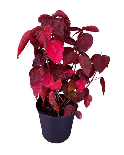 Buy Acalypha Wilkesiana Louisiana Red Copperleaf Free Shipping