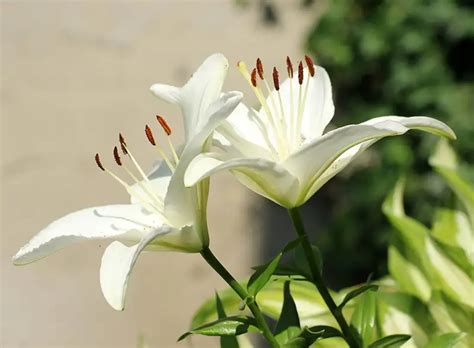 White Lily Meaning A Symbol Of Purity And Grace Xu Farm