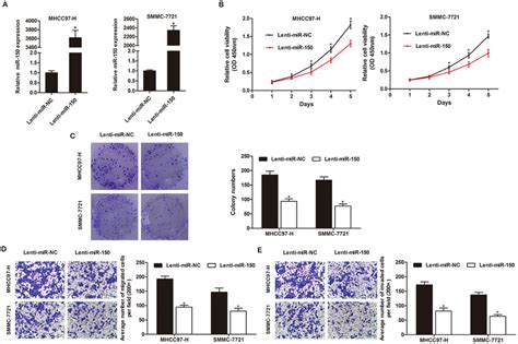 Mir Inhibits Hcc Cell Proliferation Colony Formation Migration