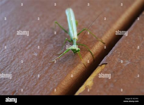 Praying Mantis Face Close Up Hi Res Stock Photography And Images Alamy