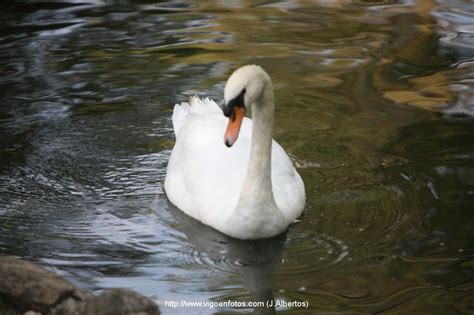 Fotos De Cisnes Cisne ComÚn Vigo Galicia