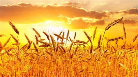 Golden Wheat Field At Sunset Wallpaper Nature Hd Wallpapers