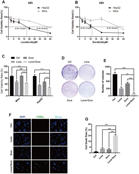 The Combination Of Lonafarnib And Sorafenib Induces Cyclin D1