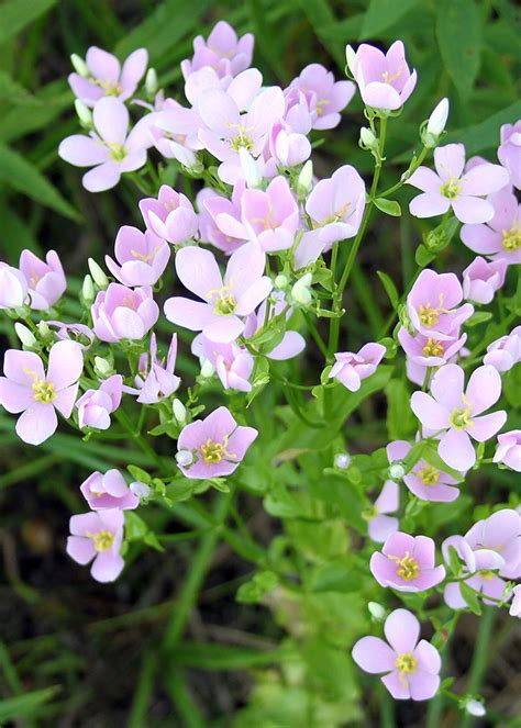Sabatia Angularis Biennial Plants Moon Nursery Greenhouse Base