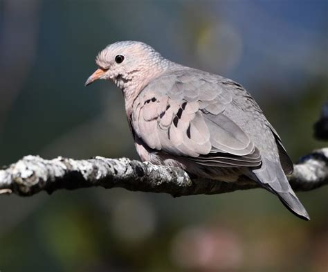 Common Ground-Dove - FeederWatch