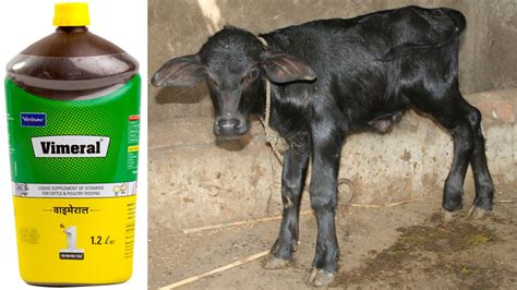 Calf Video Vimeral Syrup Liquid Supplement Of Vitamins For Cattle Best Vitamins Liquid