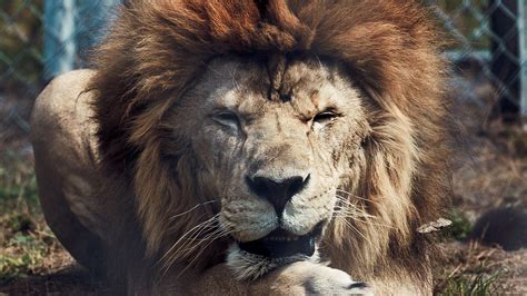 Majestic Lion HD Wallpaper