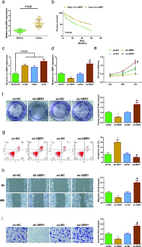 Elevated Circ UBR1 Is In LC And Repressive One Refrains A549 Cell