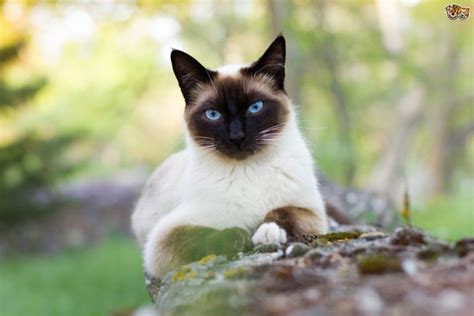 Le Chat Siamois Comportement Caractère Et Curiosités