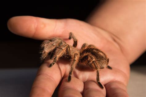 The 10 Best Tarantula Species to Keep as Pets