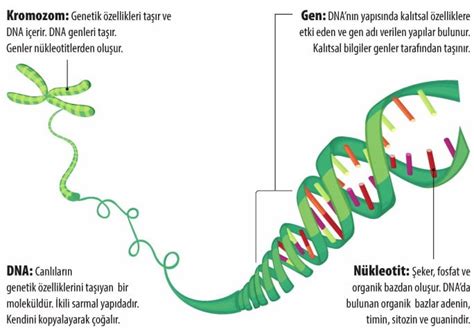 Lgs 8 Sınıf Dna Ve Genetik Kod Konu Anlatımı Özeti Örnekler