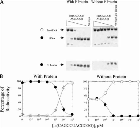 Inhibition Of Processing Of B Subtilis Pre Trna By Addition Of