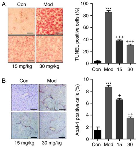 Breviscapine Ameliorates Ccl4‑induced Liver Injury In Mice Through